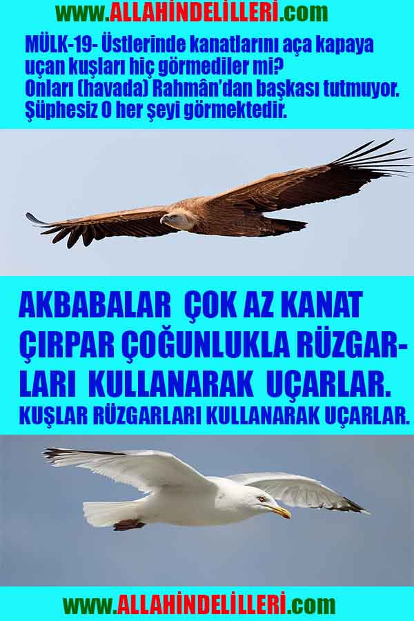 allahin-delilleri, allahin delilleri, allah delilleri, allahin varliginin delilleri, allah var, allahin delilleri nelerdir?